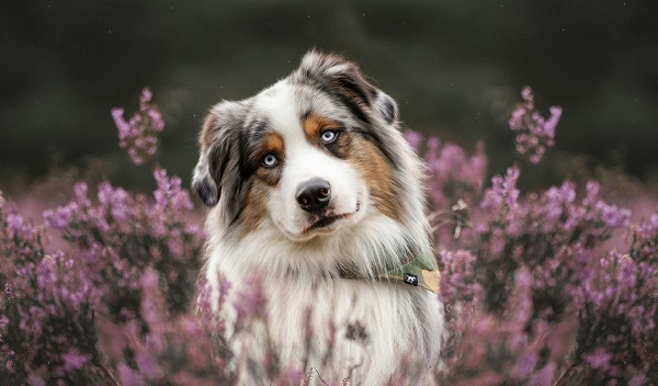 australian shepherd sitting in flower field