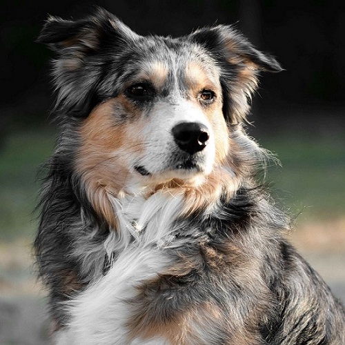 australian shepherd with black and brown markings and brown eyes