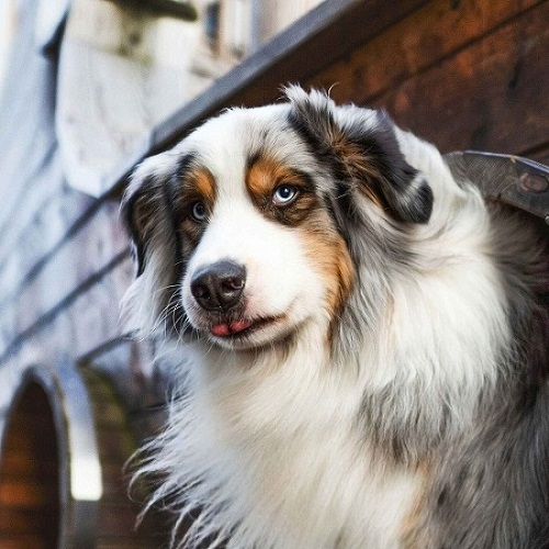 australian shepherd with blue merle markings and blue eyes