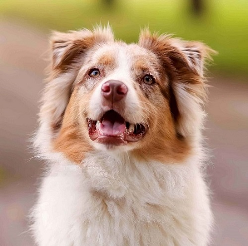 australian shepherd with red tri color markings and brown eyes